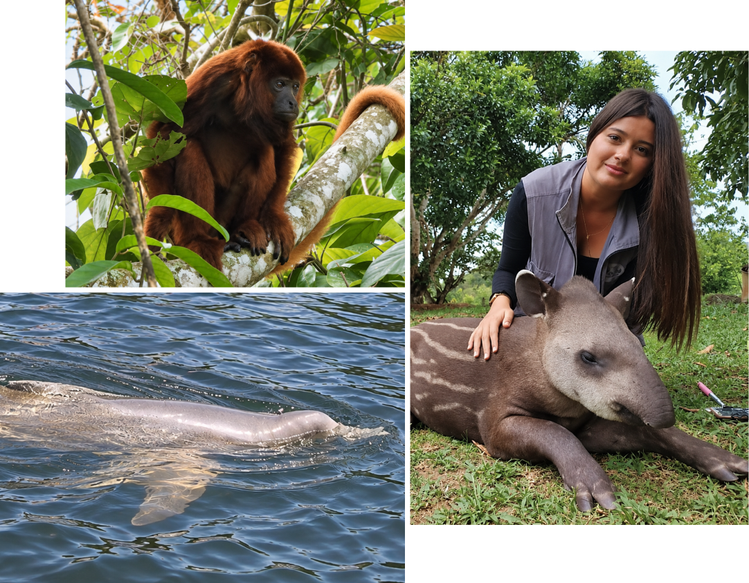 Collage de fauna y naturaleza del Guaviare