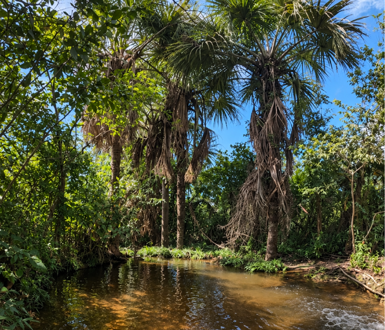 Río rodeado de naturaleza en el Guaviare